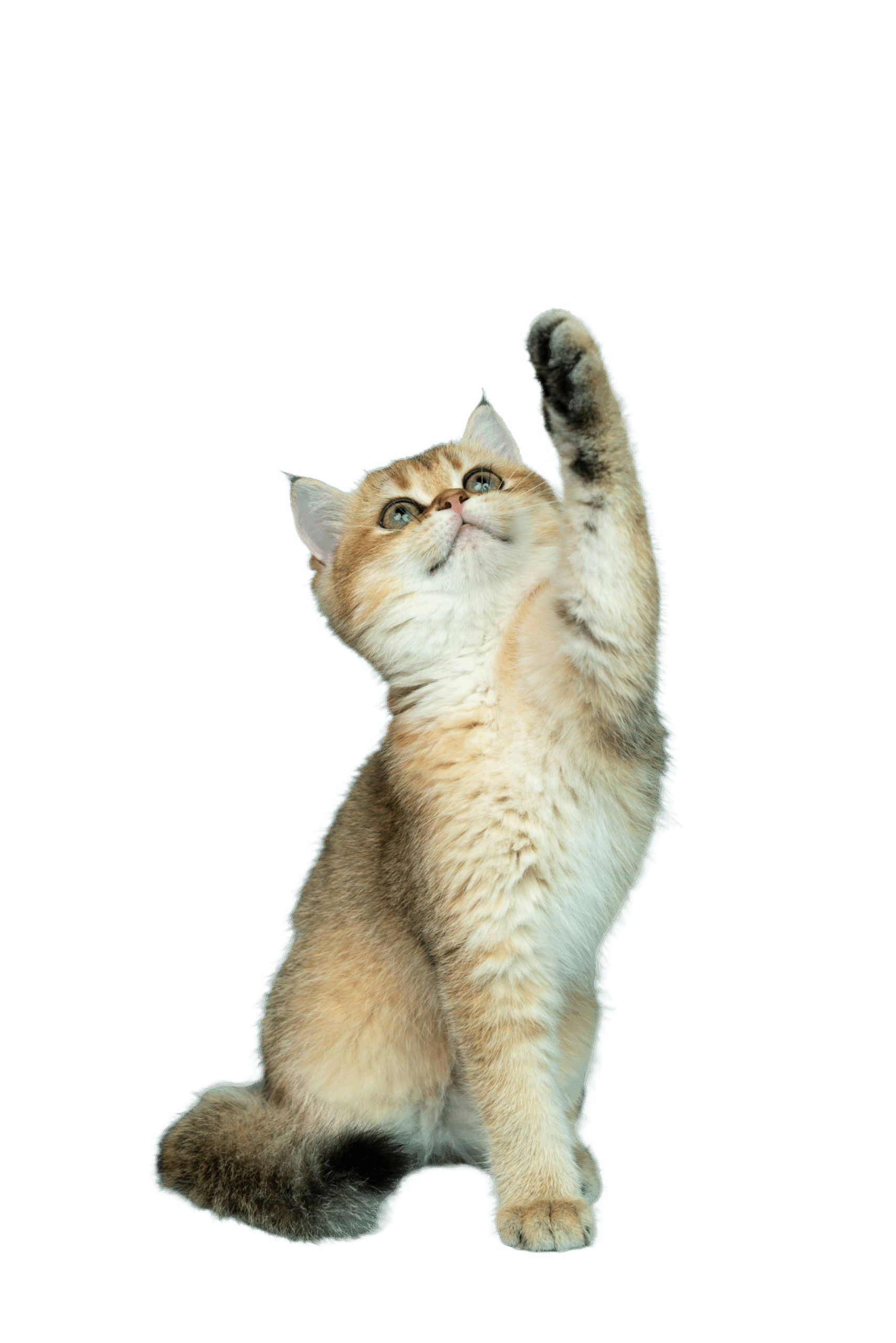 Untitled https://mauhotel.ro/wp-content/uploads/2025/11/Untitled-scaled.png