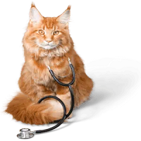 cat_health https://mauhotel.ro/wp-content/uploads/2025/11/cat_health.png